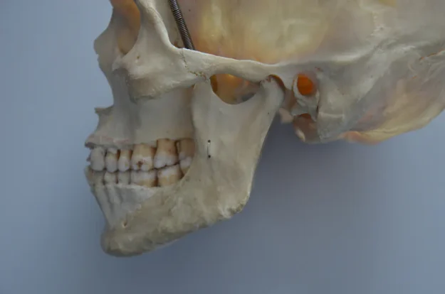 articulation temporo-mandibulaire